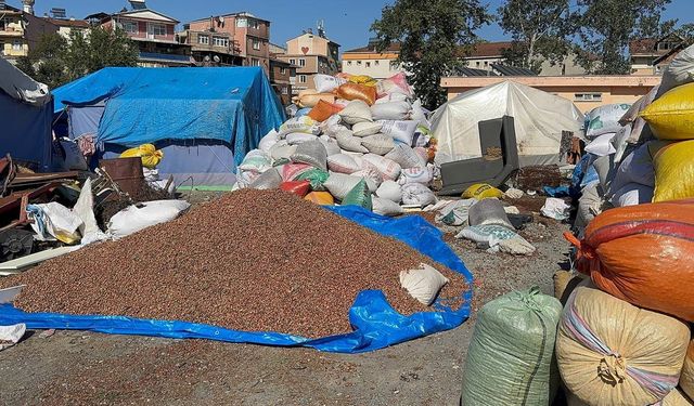 ALAPLI'DA KÖY KÖY DOLAŞIP BOŞ FINDIK AVINA ÇIKIYORLAR