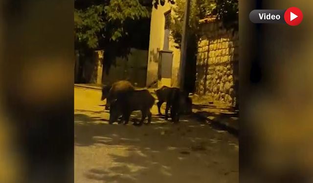 AÇ KALAN YABAN DOMUZLARI MAHALLEYE İNDİ