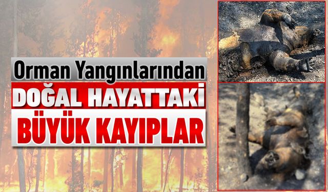 DOĞAL HAYATTAKİ BÜYÜK KAYIPLAR YENİ ORTAYA ÇIKIYOR