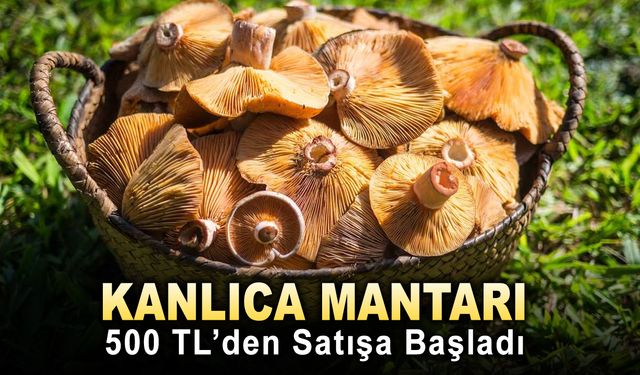 KANLICA MANTARI 500 TL’DEN SATIŞA BAŞLADI