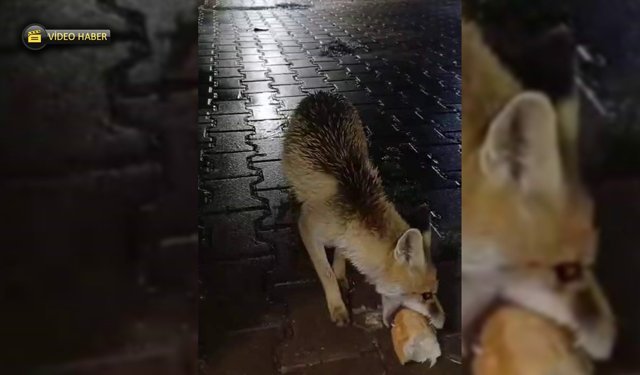 TİLKİYİ ELLERİYLE BESLEDİ