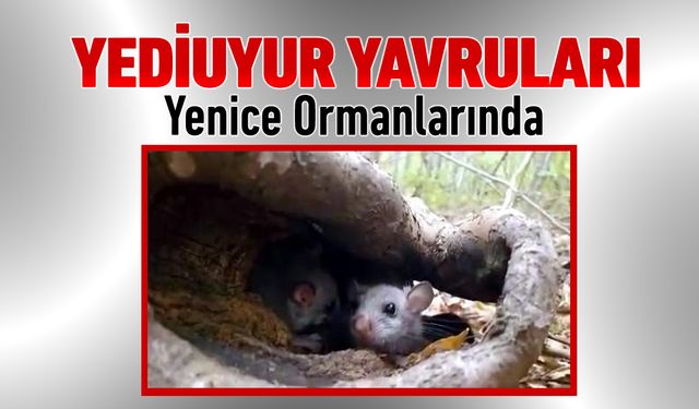 YENİCE ORMANLARINDA "YEDİUYUR" YAVRULARI GÖRÜLDÜ