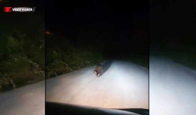 EFLANİ'DE YOLDA KOŞAN AYI GÖRÜNTÜLENDİ