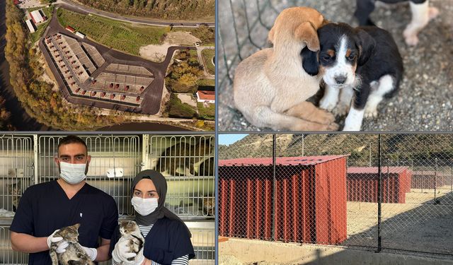 KARABÜK HAYVAN BAKIM EVİ'NDE KIŞ HAZIRLIKLARI TAMAMLANDI