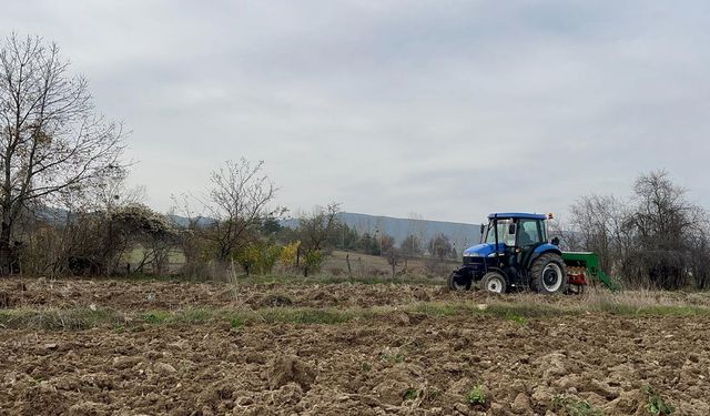 KASTAMONU'DA 12 BİN YILLIK SİYEZ BUĞDAYI TOPRAKLA BULUŞTU
