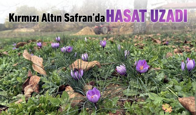 KIRMIZI ALTINDA HASAT SÜRESİ UZADI