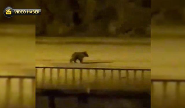 YENİCE'DE YAVRU AYI ŞEHRE İNDİ