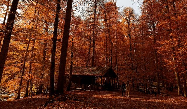 YEDİGÖLLER MİLLİ PARKI ZİYARETÇİ AKININA UĞRADI