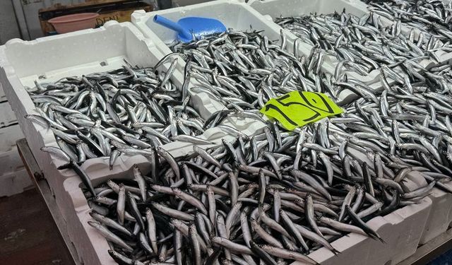 ZONGULDADK'TA OLUMSUZ HAVA ŞARTLARI HAMSİNİN FİYATINI ETKİLEDİ