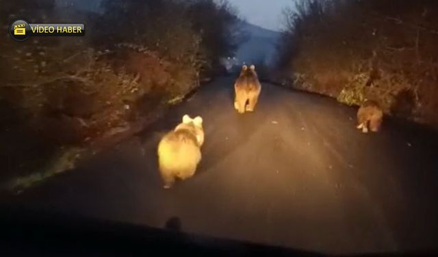 YENİCE'DE ANNE AYI VE YAVRULARI KAMERADA