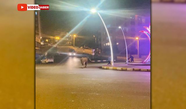 BÜYÜKBAŞ HAYVANLAR CADDEYE İNDİ