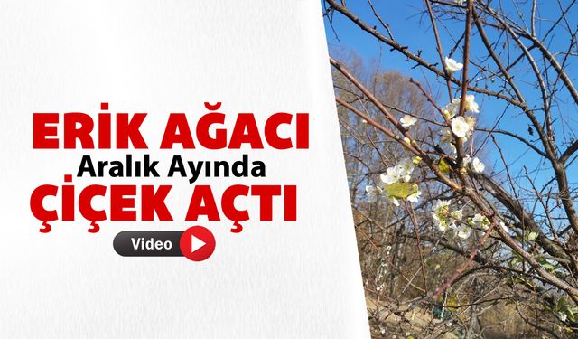 ERİK AĞACI ARALIK AYINDA ÇİÇEK AÇTI