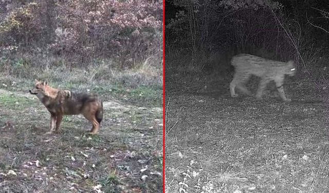 VAŞAK, YAVRUSU VE KURT FOTOKAPANA YANSIDI