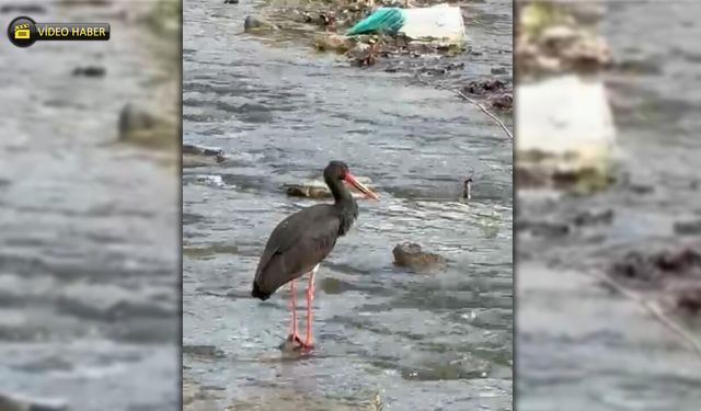 YENİCE'DE KARA LEYLEK GÖRÜLDÜ