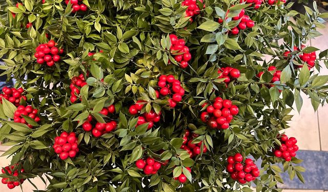 KOKİNA BİTKİSİ VİTRİNLERİN GÖZDESİ OLDU