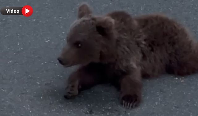 YOLDAKİ YARALI YAVRU AYI KORUMA ALTINA ALINDI