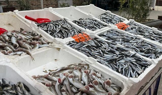 ZONGULDAK'TA HAMSİ YENİDEN TEZGAHLARDA