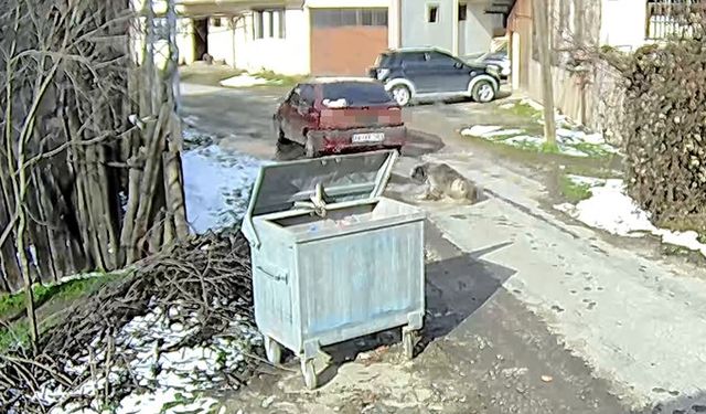 YOLDA YATAN KÖPEĞİ EZDİ