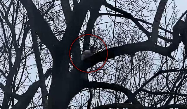 BARTIN'DA AĞAÇTA MAHSUR KALAN KEDİ BİR HAFTADIR KURTARILMAYI BEKLİYOR