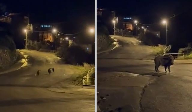 KDZ EREĞLİ'DE YABAN DOMUZLARI YERLEŞİM ALANINA İNDİ