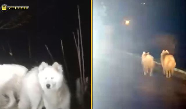 SAFRANBOLU'DA AÇ KALAN KURTLAR ŞEHRE İNDİ