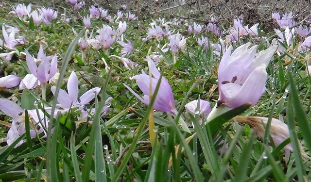 MUDURNU'DA ÇİĞDEMLER ÇİÇEK AÇTI