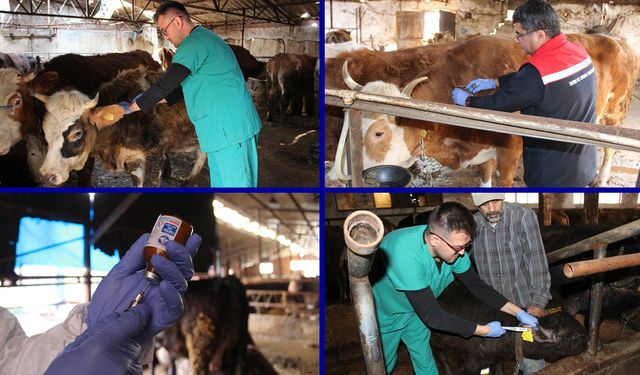 KARABÜK'TE İLKBAHAR DÖNEMİ ŞAP AŞILAMA KAMPANYASI BAŞLADI