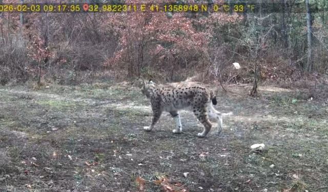 OVACIK'TA VAŞAK VE KARACA YAVRUSU GÖRÜNTÜLENDİ