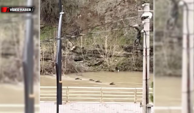 FİLYOS ÇAYI'NDA YÜZEN YABAN DOMUZLARI KAMERALARDA