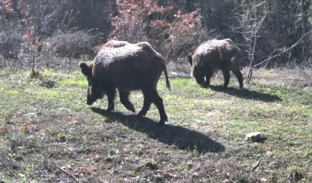 OVACIK ORMANLARINDA YABAN HAYATI GÖRÜNTÜLENDİ