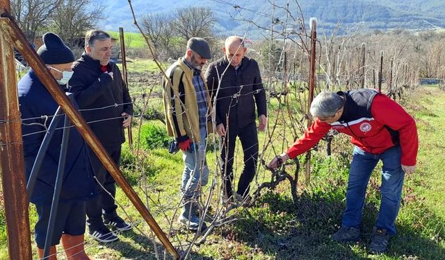 SAFRANBOLU'DA BAĞ ÜRETİCİLERİNE YERİNDE EĞİTİM SÜRÜYOR