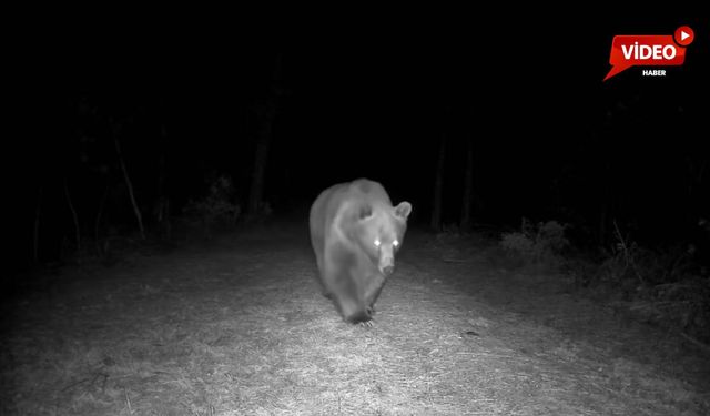 SAFRANBOLU'DA BOZ AYI FOTOKAPANA YANSIDI