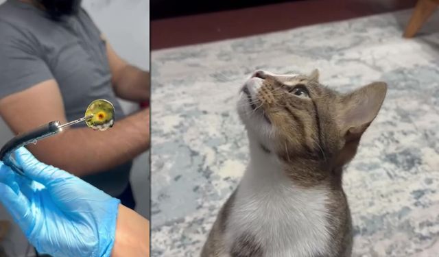 DÖRT YILDIR KUSAN KEDİNİN MİDESİNDEN BUZDOLABI VAKUMU ÇIKTI