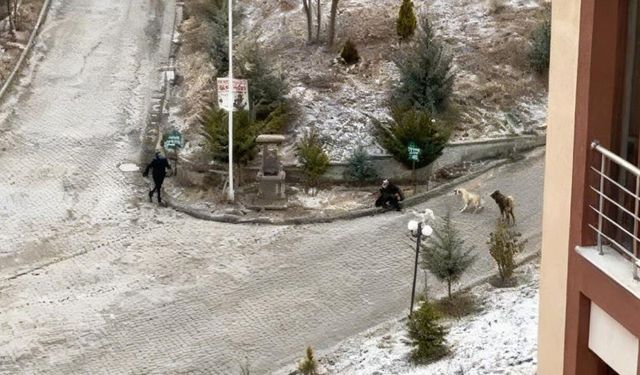 SOKAK KÖPEKLERİNİN SALDIRISINA UĞRAYAN KADINI VATANDAŞLAR KURTARDI