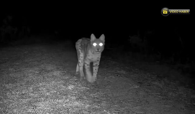 SAFRANBOLU'DA VAŞAK GÖRÜNTÜLENDİ