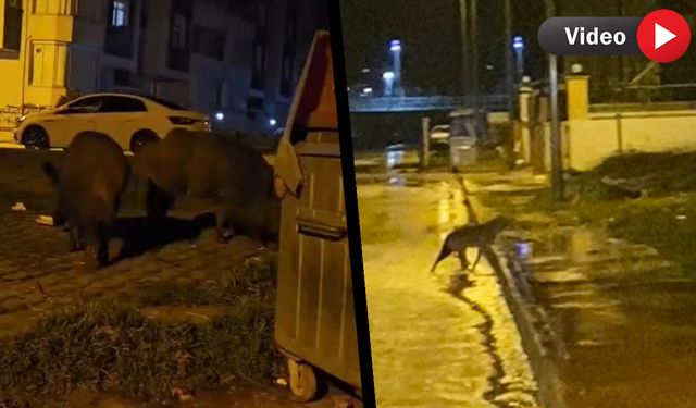 AÇ KALAN YABAN HAYVANLARI YERLEŞİM YERLERİNE İNDİ