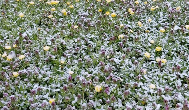 MUDURNU'DA BAHARDA AÇAN ÇİÇEKLER KARLA BİRLİKTE BEYAZA BÜRÜNDÜ