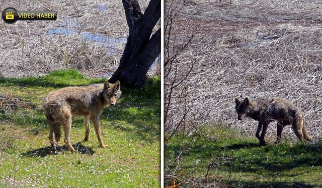 BALIK TUTMAK İÇİN GİTTİLER KURTLA KARŞILAŞTILAR