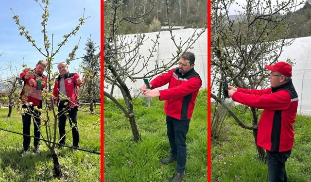 SAFRANBOLU'DA FEROMON TUZAKLARLA MÜCADELE BAŞLADI