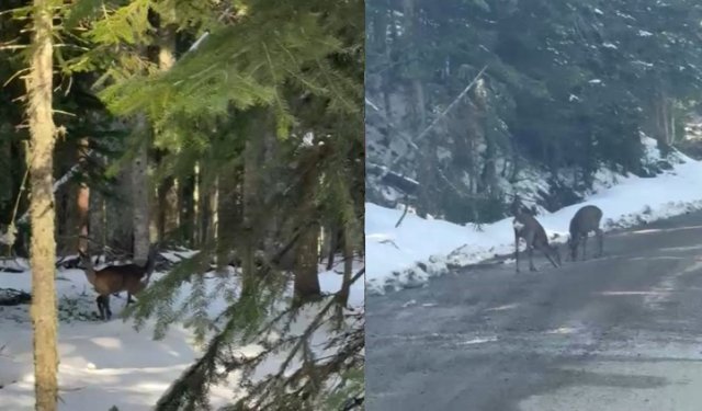 KASTAMONU'DA KARACALAR SU İÇERKEN GÖRÜNTÜLENDİ