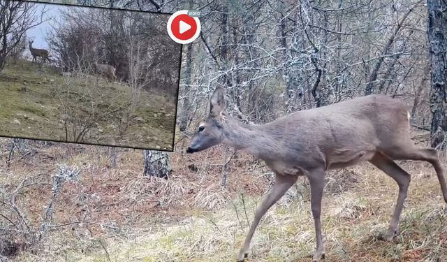 KARABÜK’TE YABAN HAYATINDAN ETKİLEYİCİ KARELER