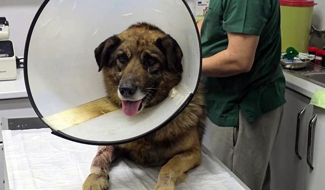 ZONGULDAK'TA HAVLADIĞI İÇİN KURŞUNLANAN KÖPEK HAYATA TUTUNDU