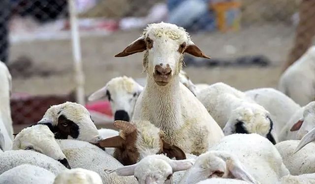 "KIRSALDA BEREKET KÜÇÜKBAŞ HAYVANA DESTEK PROJESİ" BAŞVURULARI BAŞLADI