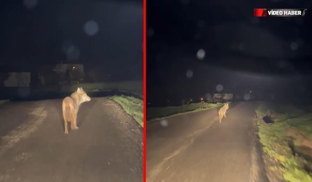 EFLANİ'DE AÇ KALAN KURT KÖYE İNDİ