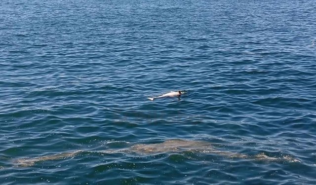 KDZ EREĞLİ SAHİLİNDE ÖLÜ YUNUS BULUNDU