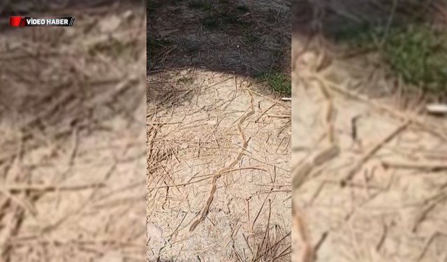 OKUL BAHÇESİNDE ÇAM KESEBÖCEĞİ TIRTILI ALARMI