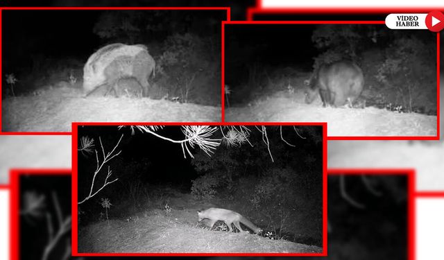 KARABÜK'TE YABAN HAYAT FOTOKAPANDA