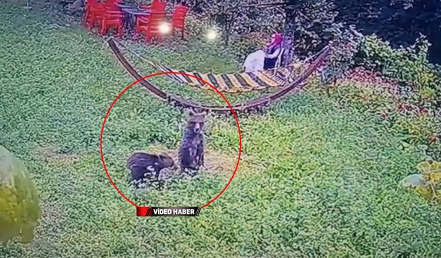 BAHÇEYE GİREN YAVRU AYILAR KAMERALARDA