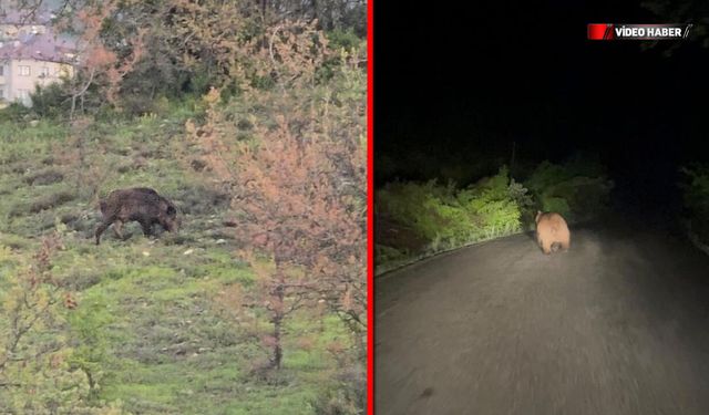 SAFRANBOLU'DA YABAN HAYAT GÖRÜNTÜLENDİ