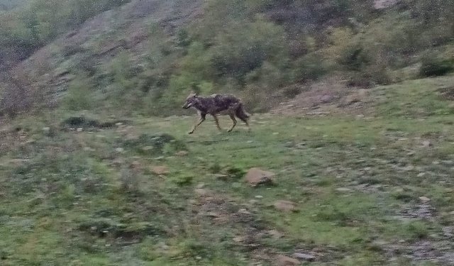 AÇ KALAN ÇAKAL YERLEŞİM YERİNE İNDİ